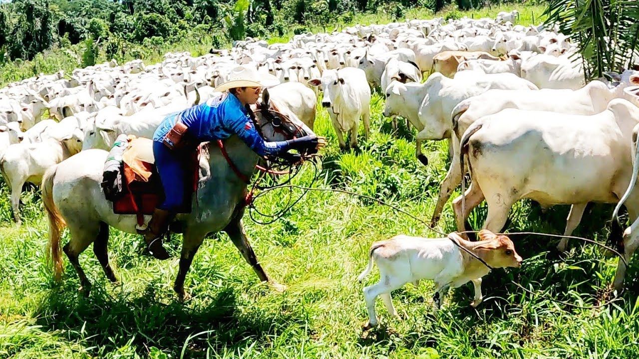 QUASE LEVEI UMA QUEDA LAÇANDO O BEZERRO.