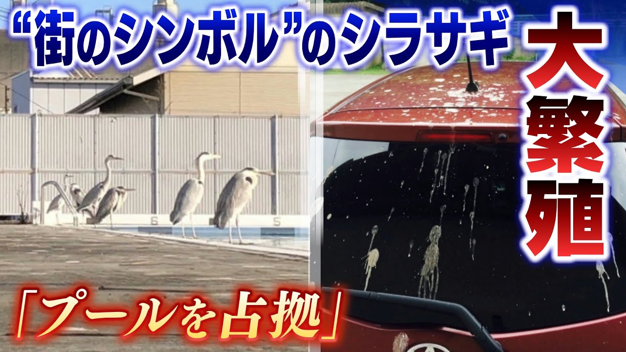 シラサギ大繁殖で「学校プール占拠」「道端に食べ残しの魚」...しかし場所は『白鷺城』近くで『市鳥』でもあり対応に苦慮【徹底取材憤マン】（2022年9月5日）