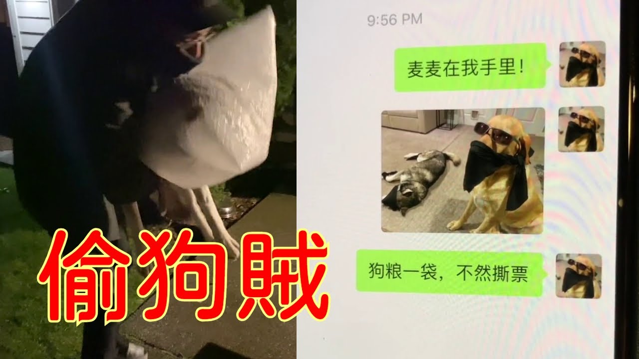 偷狗賊！ Paul偷狗成功，準備做黃燜狗米飯【保羅PaulChina】