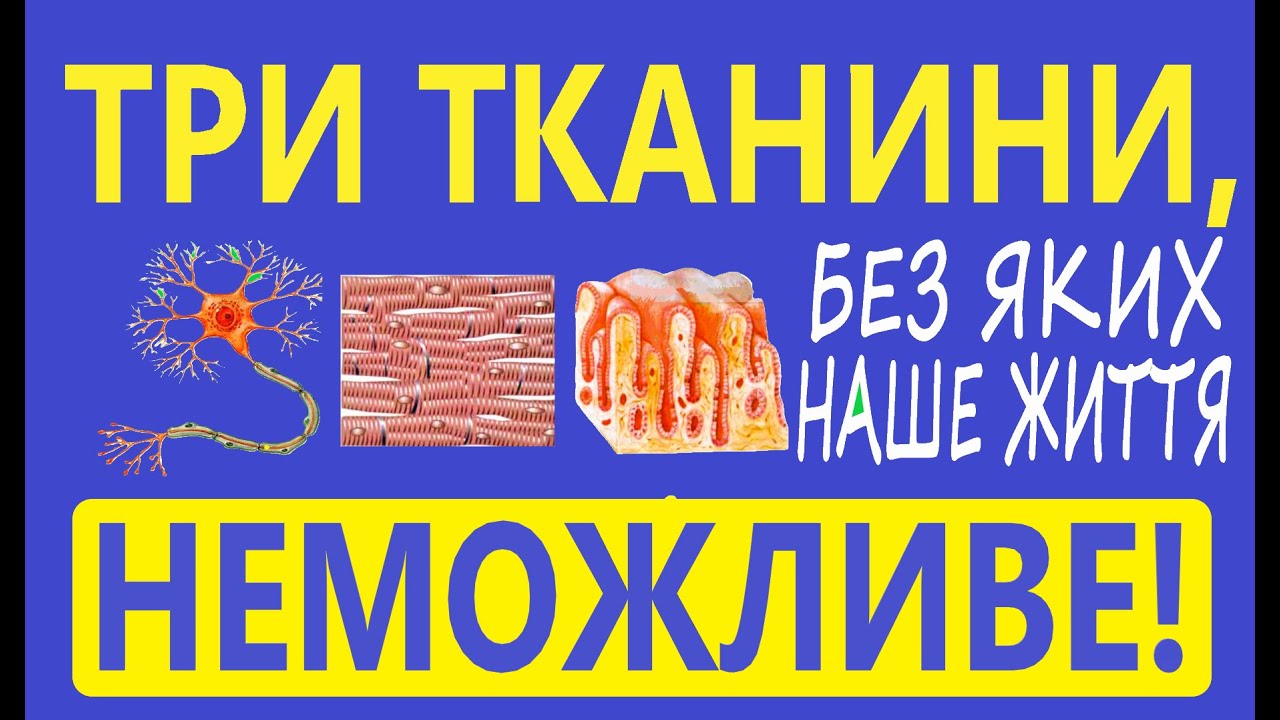 Фізіологія та властивості збудливих тканин