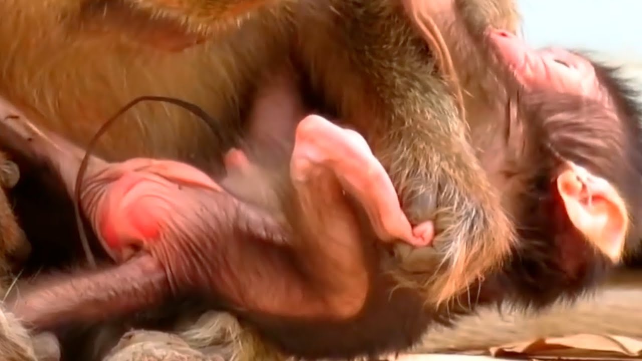 So Adorable Wildlife Newborn Baby Monkey Moments Compilation