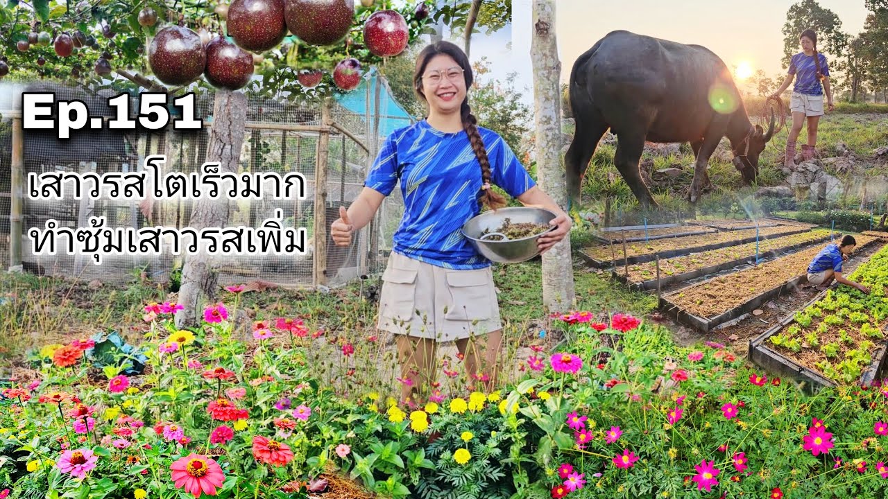 Ep.151 เสาวรสโตเร็วมาก ทำซุ้มเสาวรสเพิ่ม