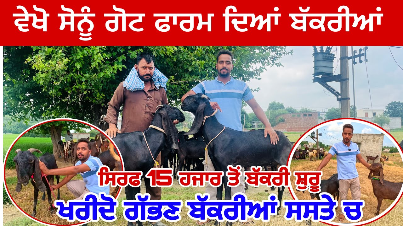 ਸੋਨੂੰ ਗੋਟ ਫਾਰਮ ਤੋਂ ਖਰੀਦੋ ਬੱਕਰੀਆਂ 15000 ਤੋਂ ਸੁਰੂ ।sonu goat farm  Goat farming 