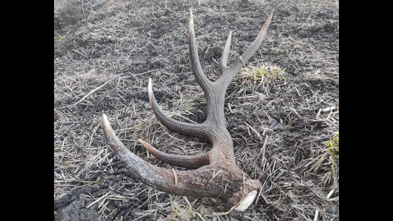 Zrzuty jelenia, ogromna para 3,8 i 3,6 kg./Huge pair of red stag antlers