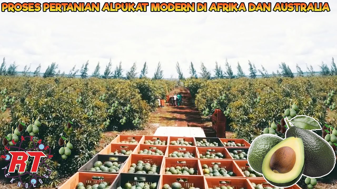СОВРЕМЕННОЕ СЕЛЬСКОЕ ХОЗЯЙСТВО АФРИКИ И АВСТРАЛИЙСКОГО АВОКАДО