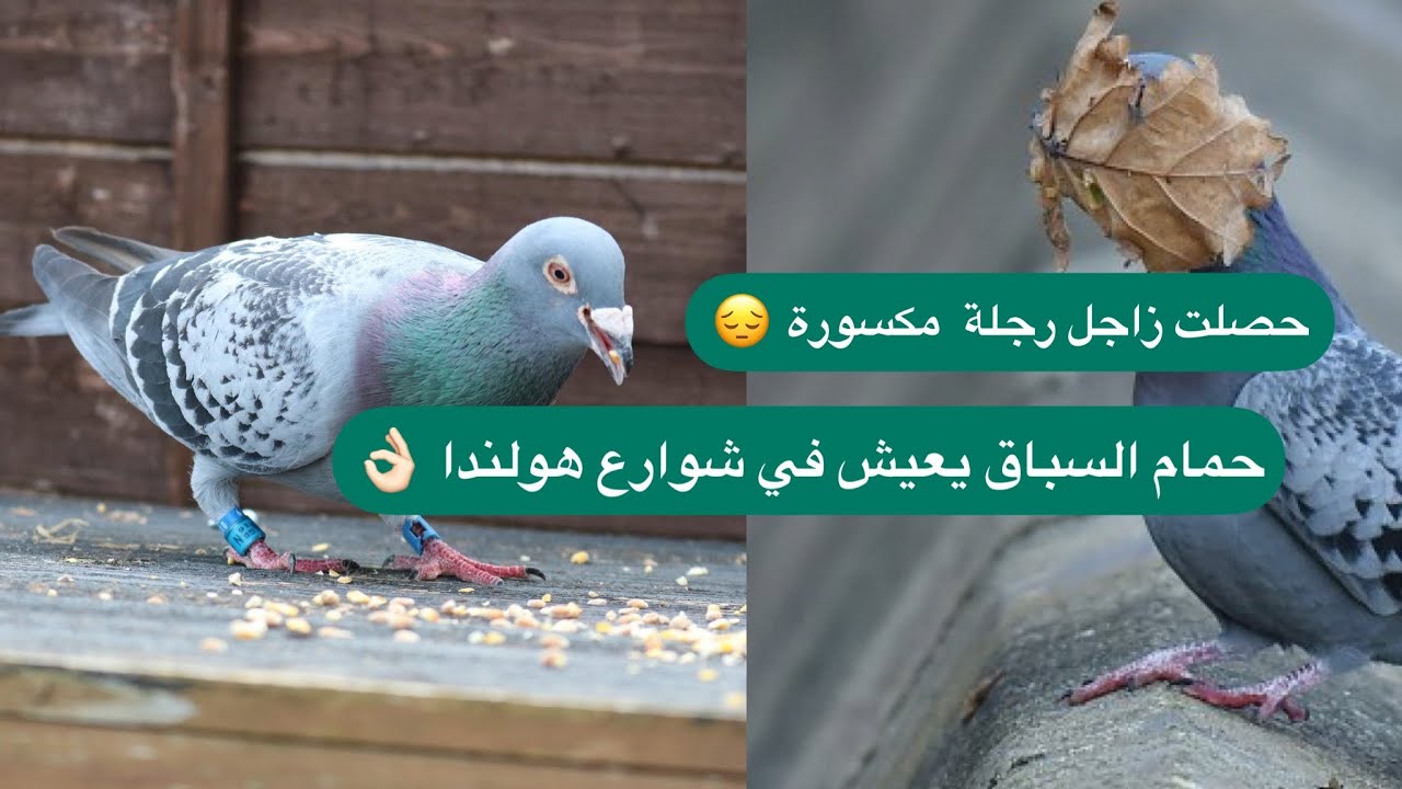 سلسلة أسعار اغلى حمام زاجل مسافات طويلة في هولندا 🇳🇱 حمام الزاجل