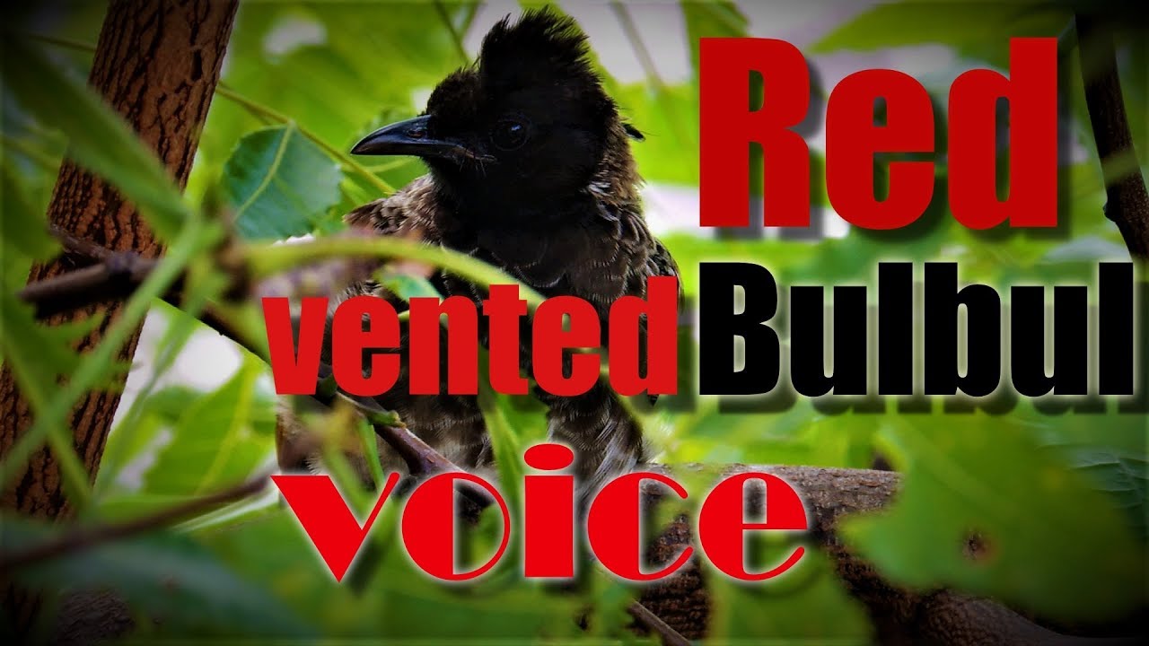 Red-vented Bulbul Bird Voice | Sounds of Bulbul | Morning 🎧 10mins