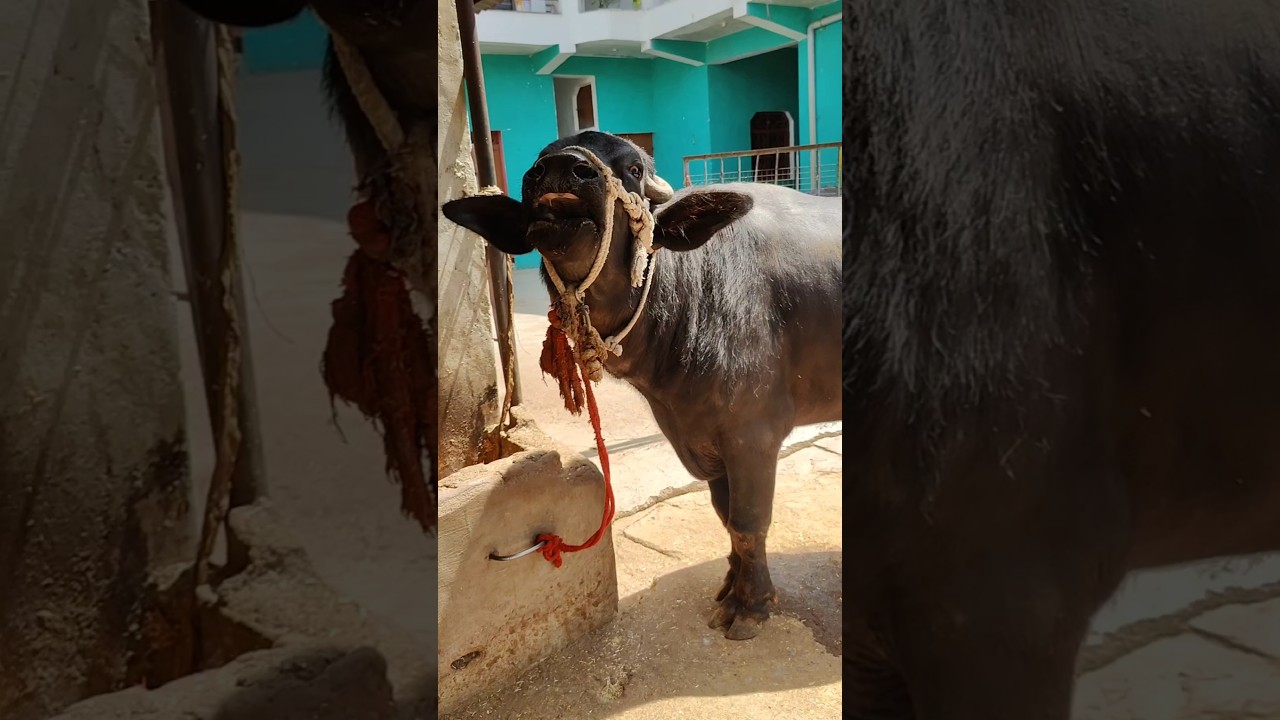 Male Buffalo Roaring Loud #baffalo #cow #village #animals  #shorts #shortvideo #sound #buffalosound