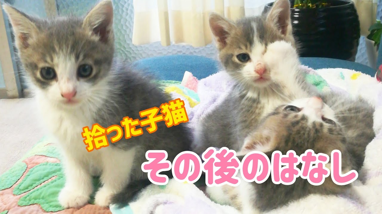 保護した3匹の子猫その後〜捨て猫さんきょうだいを拾った次の日〜
