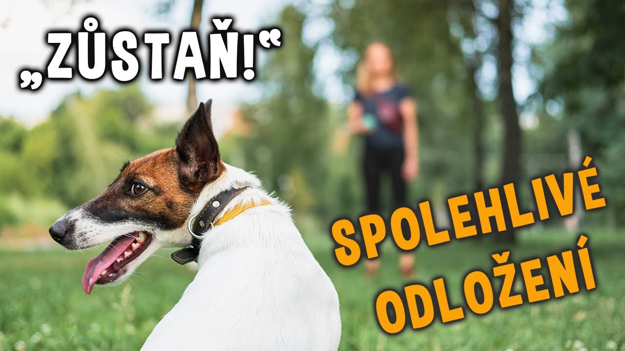 Jak naučit psa ZŮSTAŇ | SPOLEHLIVÉ ODLOŽENÍ v každé situaci 🐾 #dogtraining