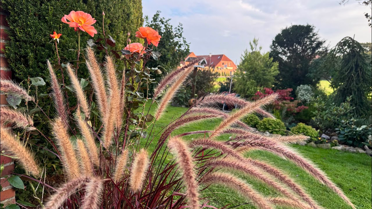 О саде Оксаны Айслер 🏡👍 🥰Новые растения для моего сада 💐Пересадила розы 🌹🌷