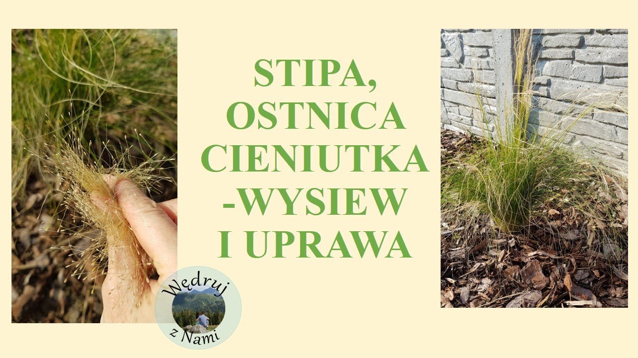 WYSIEW STIPY - OSTNICY CIENIUTKIEJ PONY TAILS. UPRAWA STIPY. PIĘKNA TRAWA OZDOBNA W OGRODZIE.