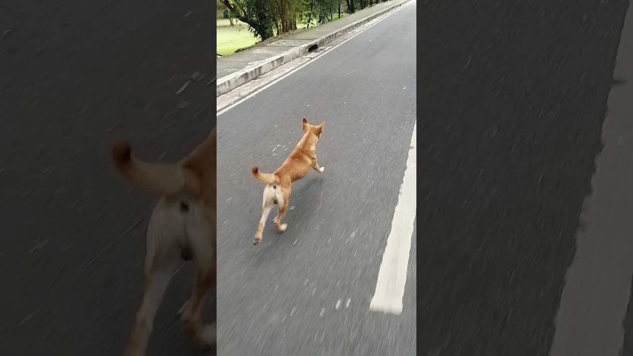 K9 in UP diliman