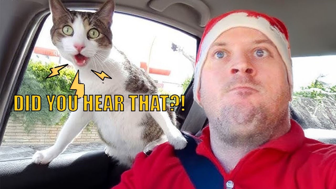 POV: Your Cat Starts Arguing Mid-Drive 😭🐱