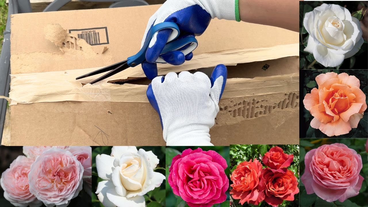 I ordered 7 bare root roses from Jackson & Perkins - unboxing and planting roses