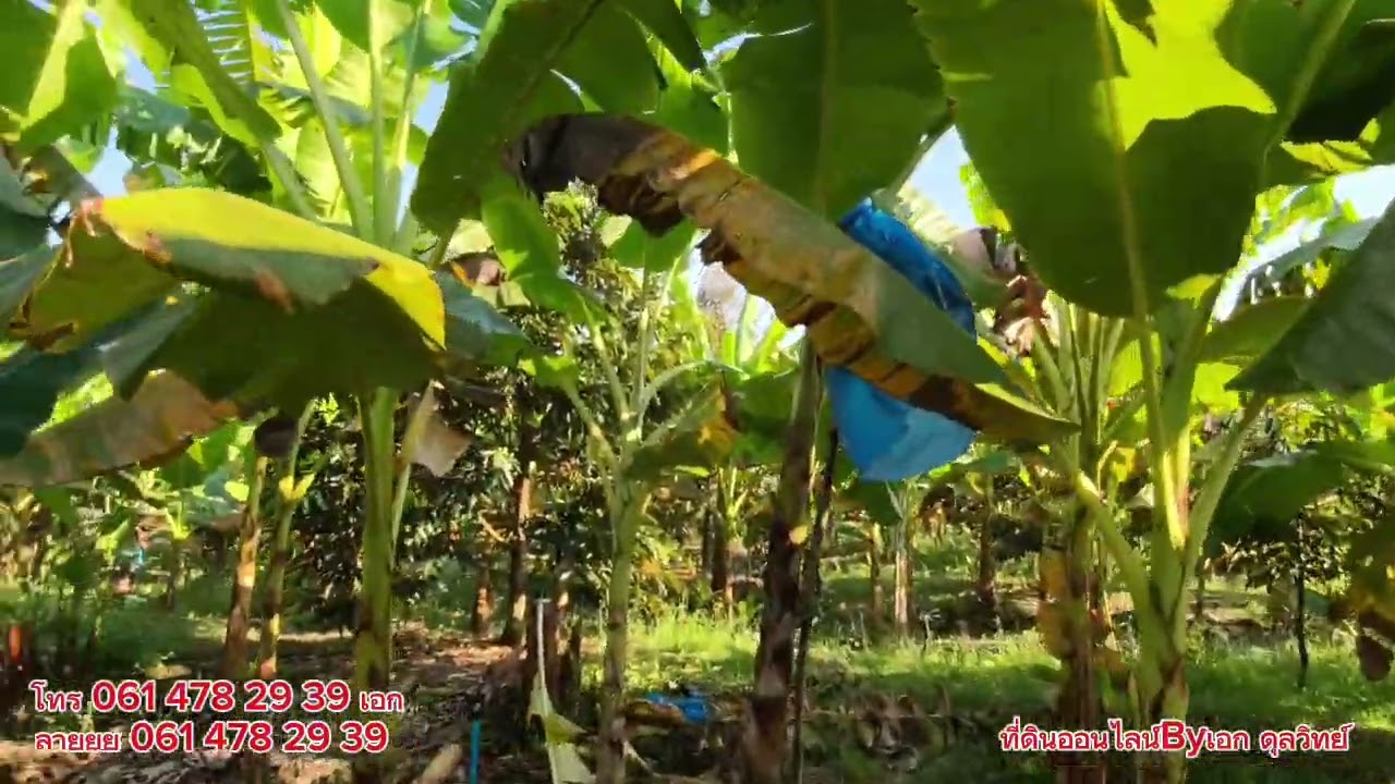 Ep.336 สวนทุเรียน โฉนด 14-0-54 ไร่ ต.ไทรโยค อ.ไทรโยค จ.กาญจนบุรี ขาย 7.2 ล้านบาท 