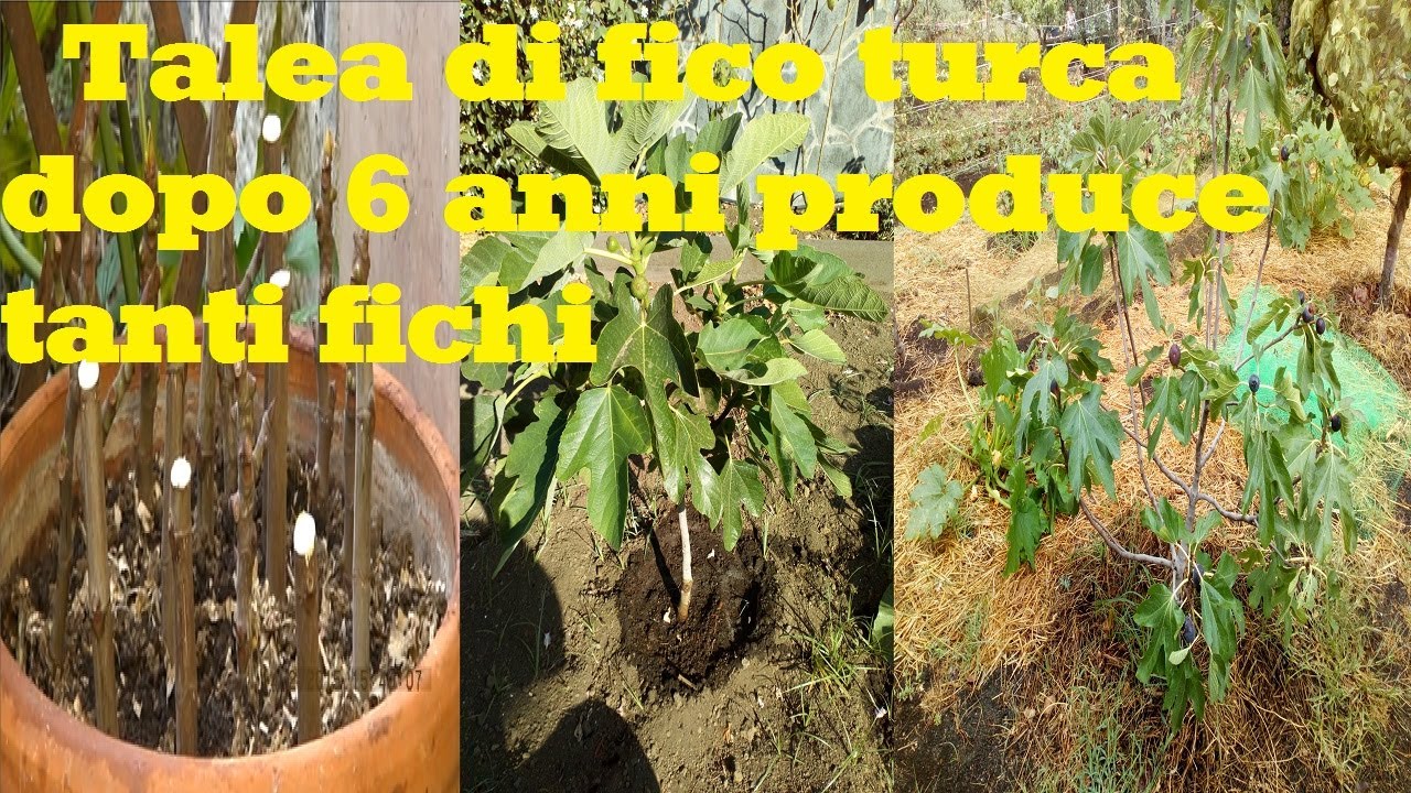 Talea di fico turca dopo 6 anni produce tanti fichi neri  (dalla talea alla messa a dimora)