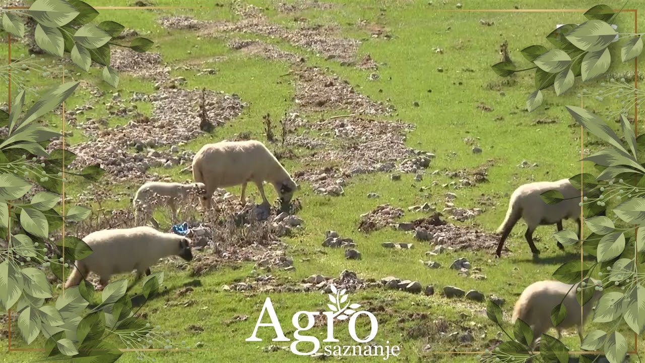 AGROSAZNANJE - Stado Veska Brajkovića iz Čokrlija