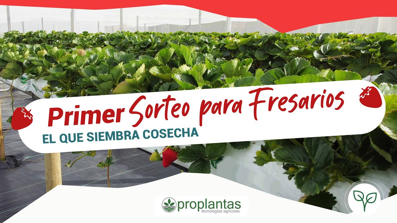 🌱🌱🍓 Primer Sorteo para Fresarios 🍓🌱🌱