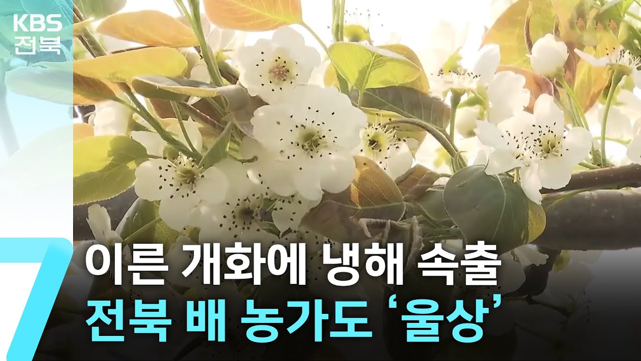 이른 개화에 냉해 속출…전북 배 농가도 ‘울상’ / KBS  2025.04.15.