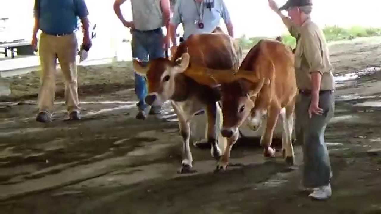 Farmer's Steer & Oxen Pull Video (Part-2)
