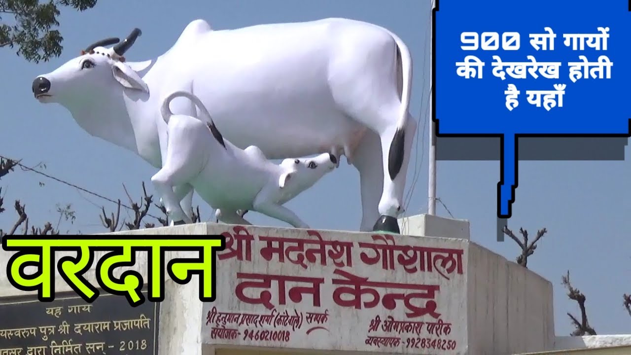 श्री मदनेश गोशाला किशनगढ़ ||900 सो गायों का सरक्षण किया जाता हैं ||जानिए कैसे ||