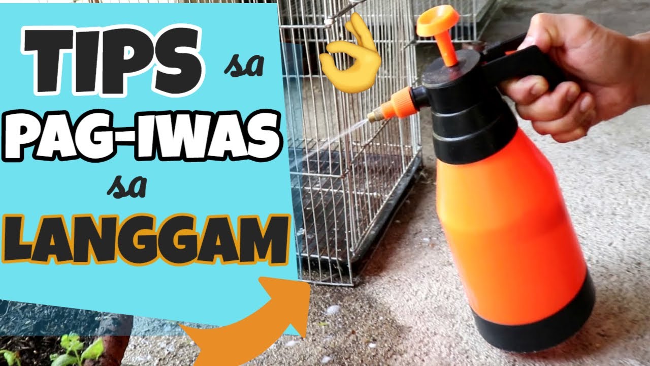 PAANO MAIIWASAN ANG PROBLEMA SA LANGGAM - Tips To Solve Ant Problem In Your Aviary