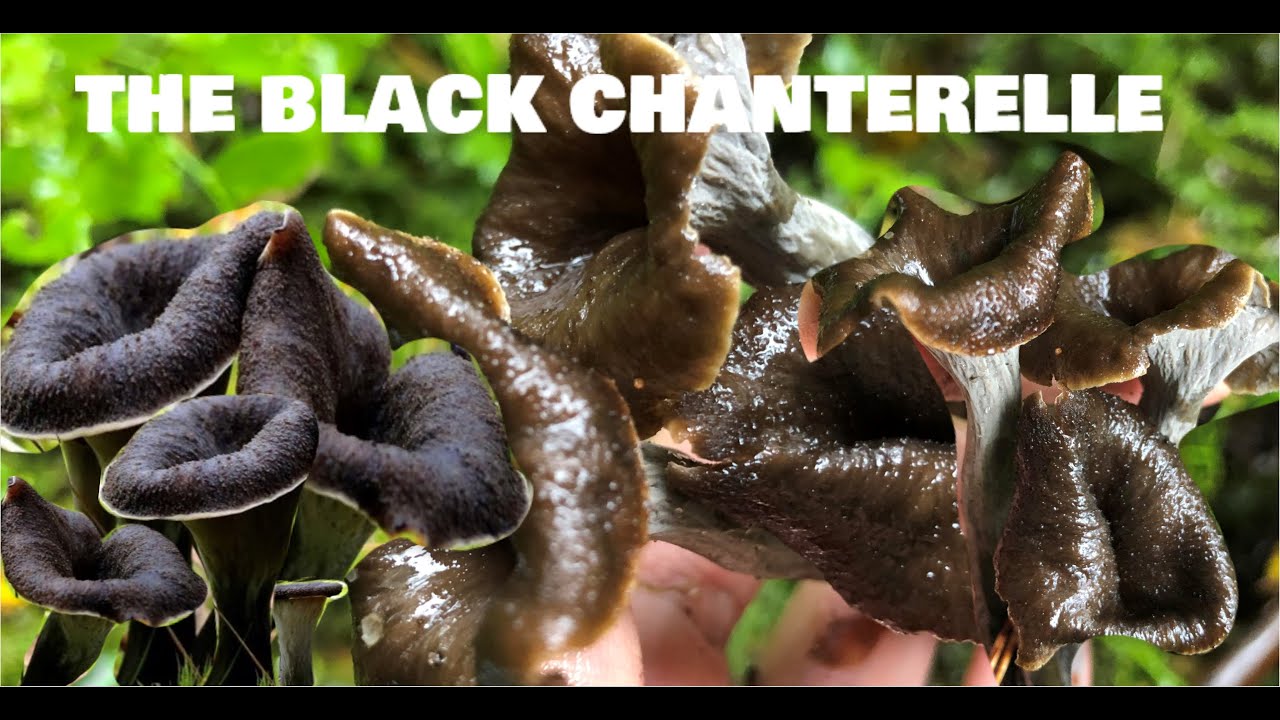THE BLACK CHANTERELLE known as BLACK TRUMPET MUSHROOM in finnish 