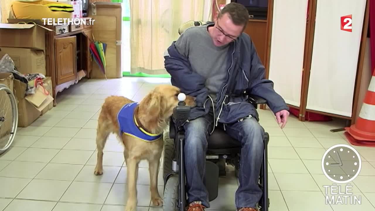 Faune - Les chiens d’assistance - 2015/12/05