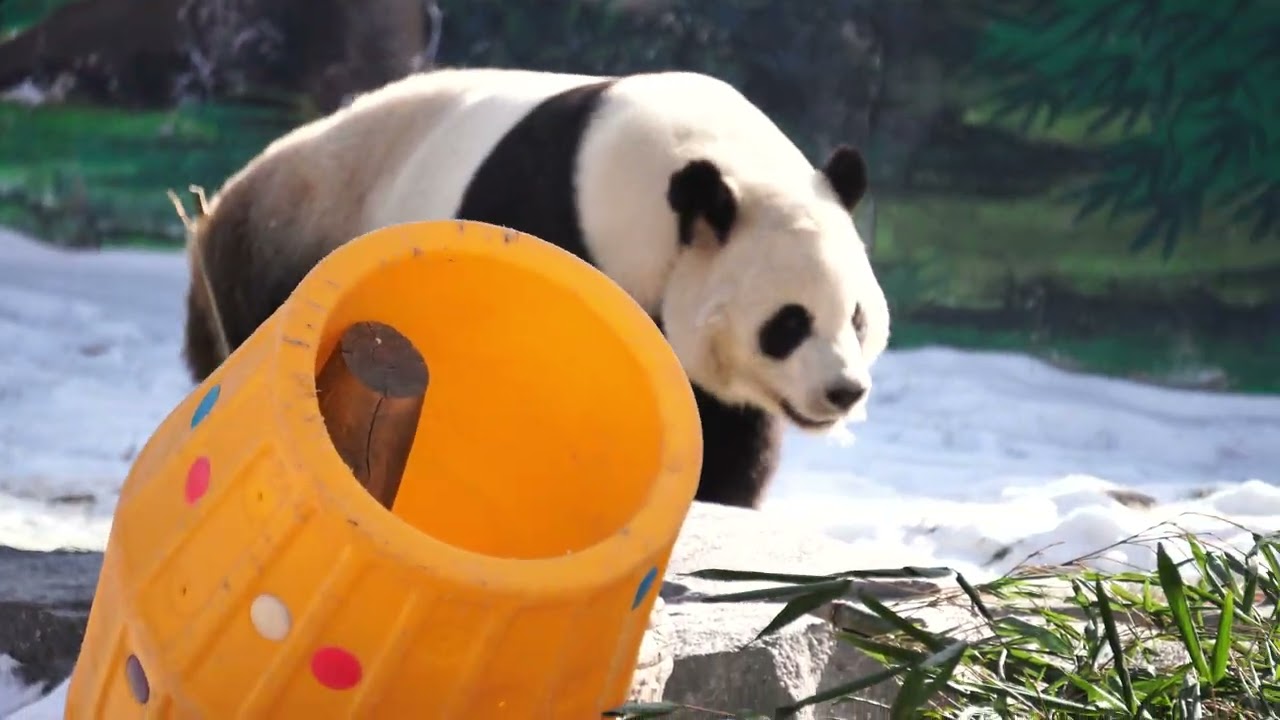 大熊猫满满 兰州野生动物园 2025.12.03