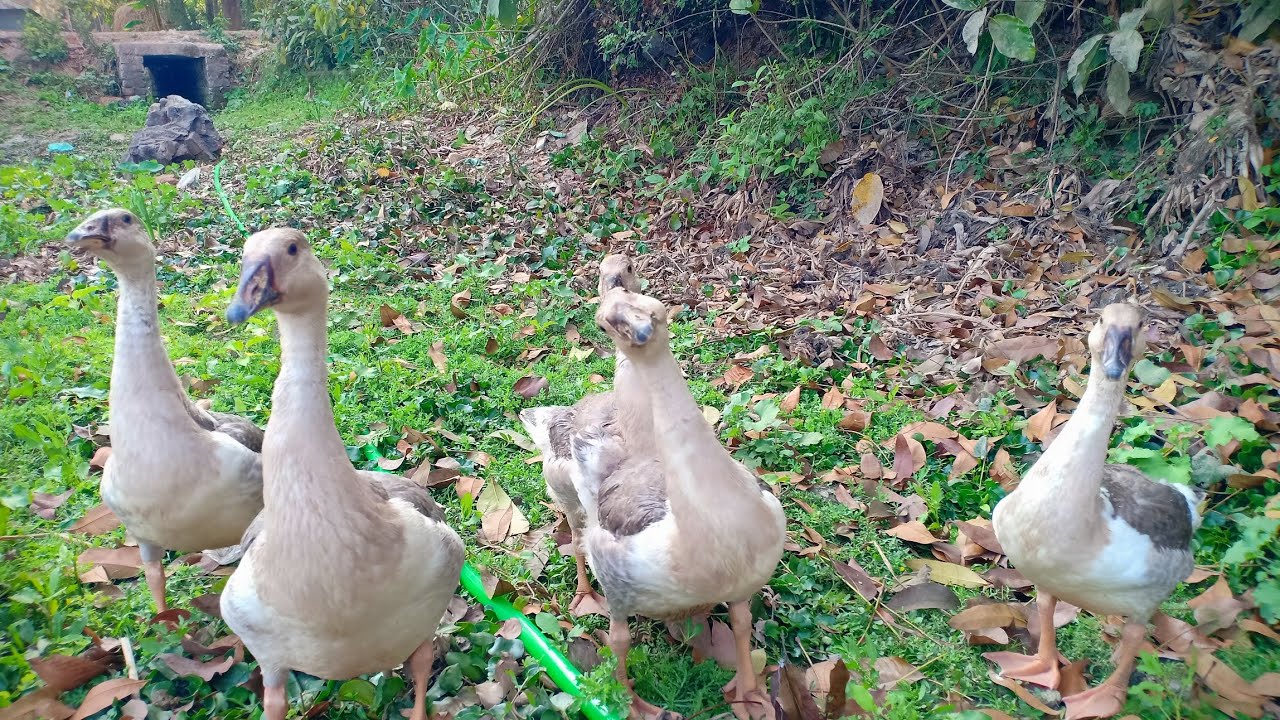 Eating grass on field#viral #birds #duck 