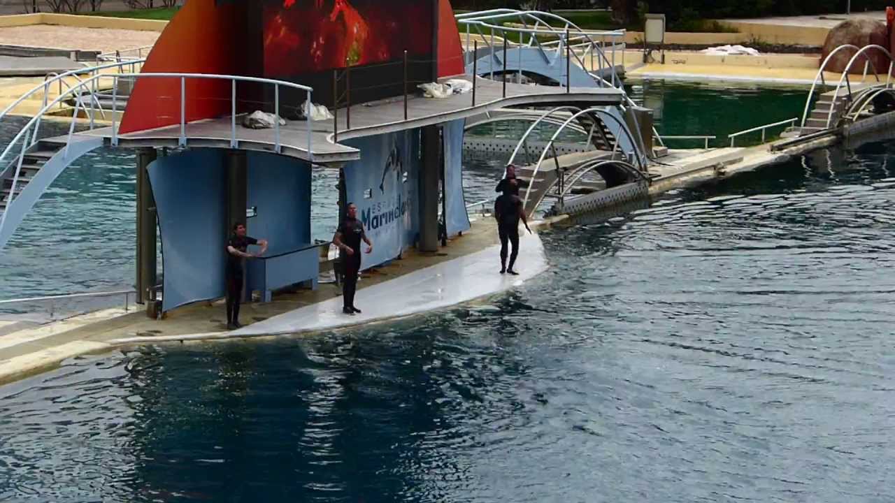 MARINELAND KILLER WHALE SHOW 2013 PART 1