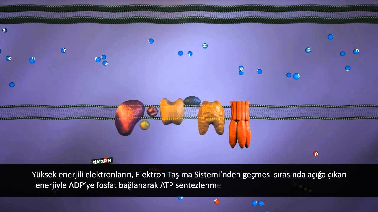 Elektron Taşıma Sistemi (ETS)