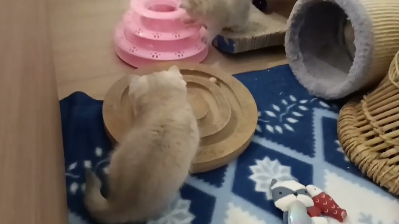 British Kittens Learning New Tricks | Abby and Her Team in Action 🐾