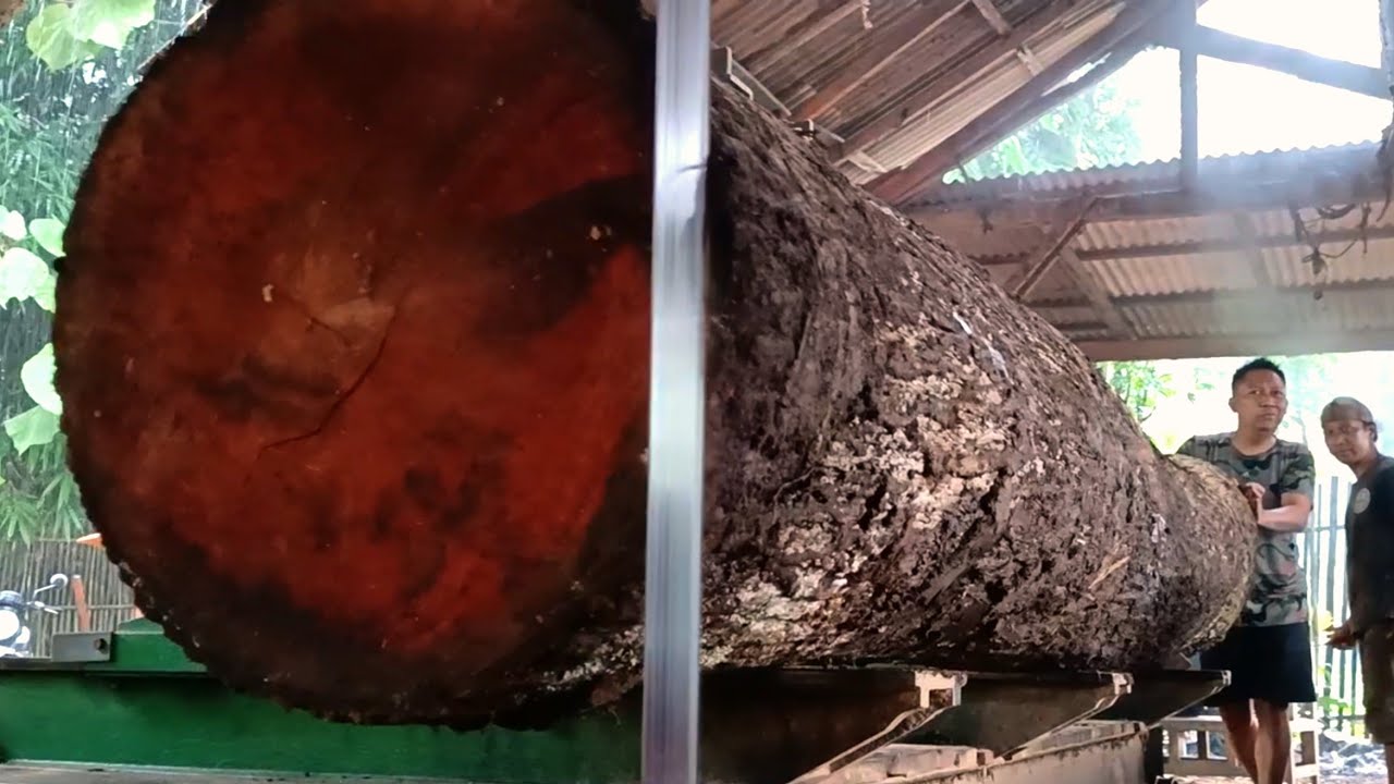 The sadistic and terrifying splitting of the red giant wood