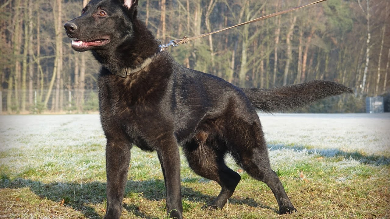 Zyk German Shepherd  -  Ball drive inside and outside building