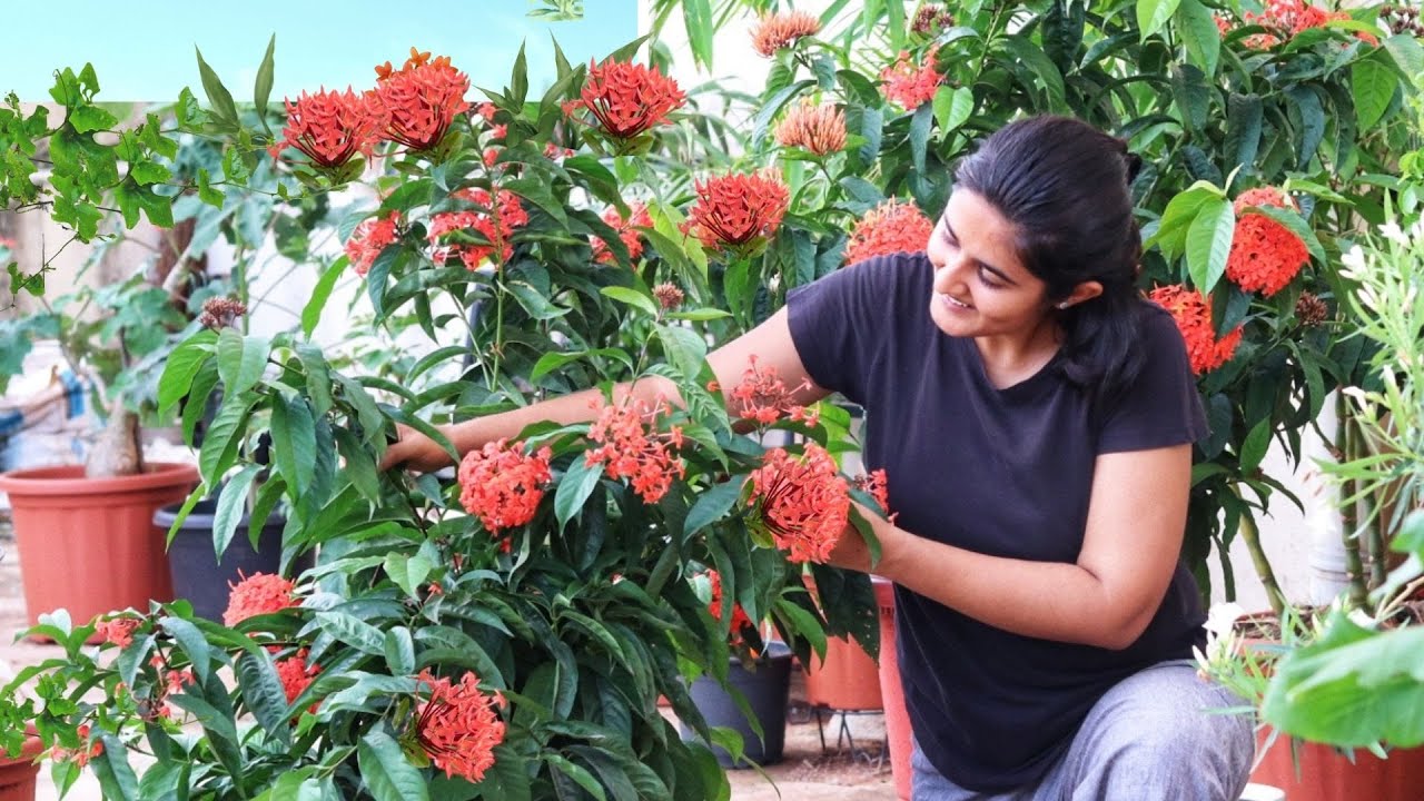 Flowers for this Season| Butterflies, Bees and Blooms everywhere makes me so happy