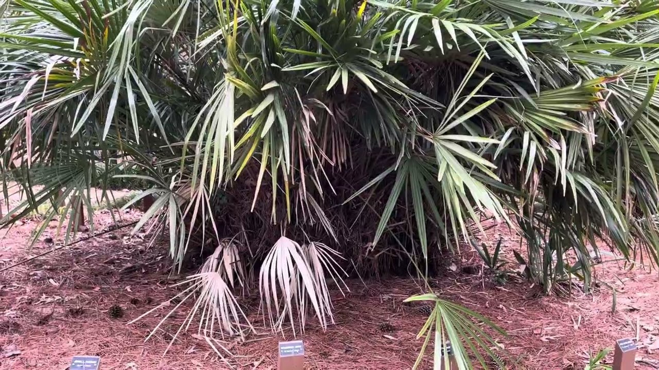 Jaycee Park Raleigh, NC Sabal Birmingham Needle palm
