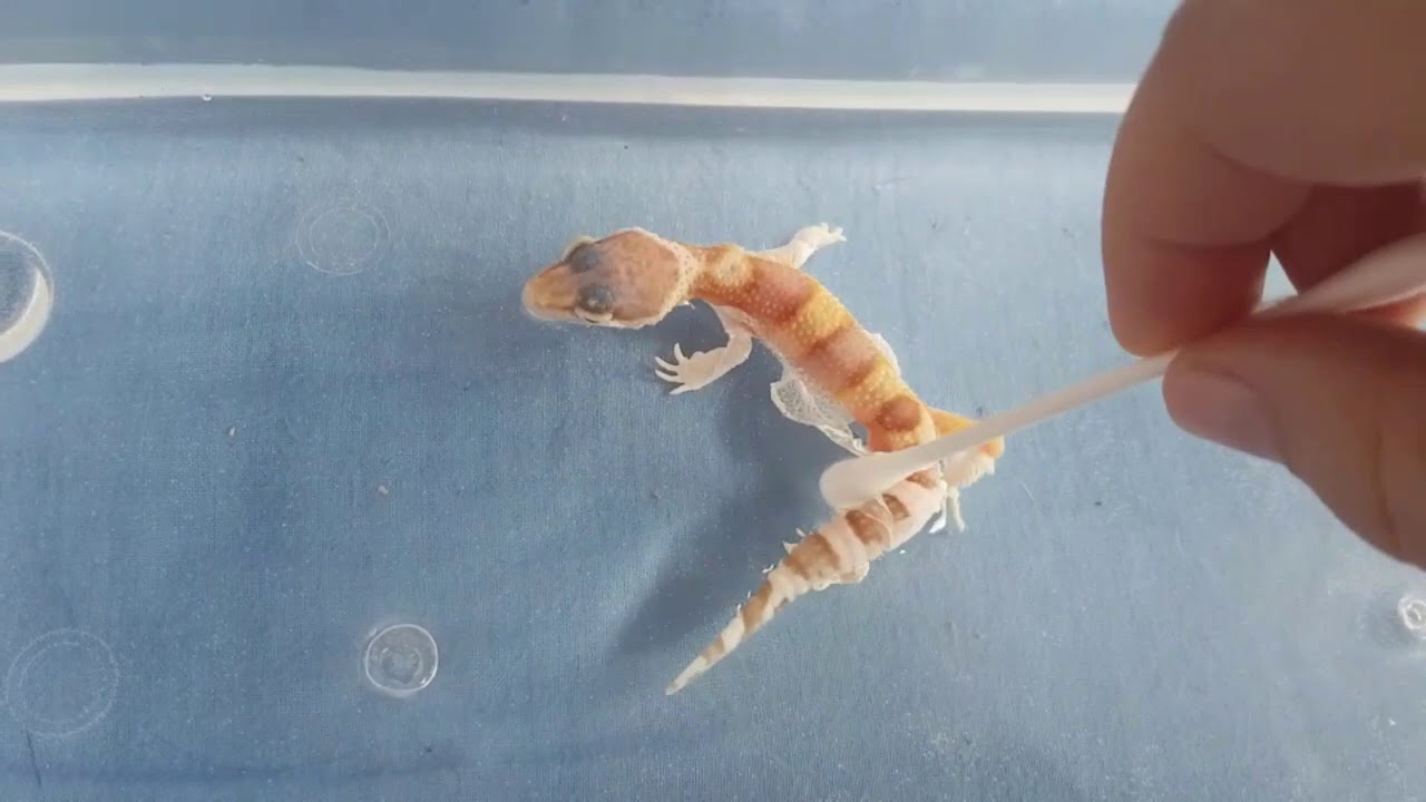 How To Remove Your Leopard Geckos Stuck Shed
