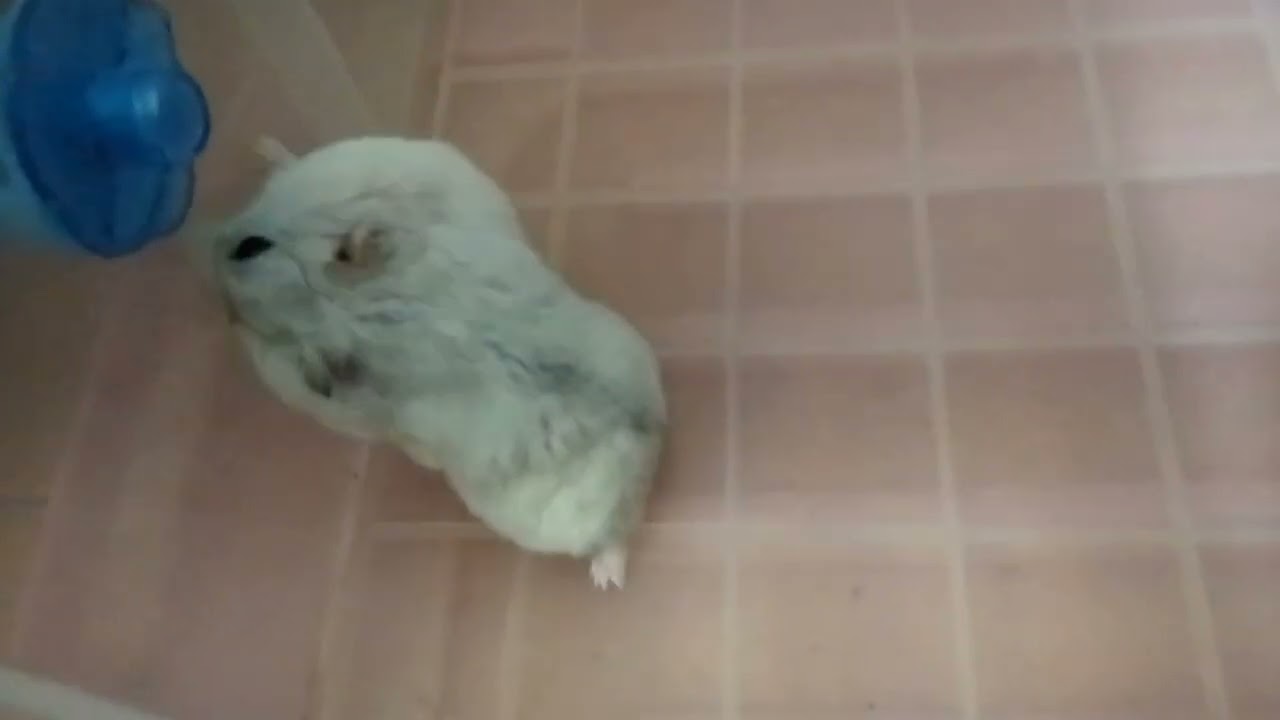 倉鼠窩的生活 259