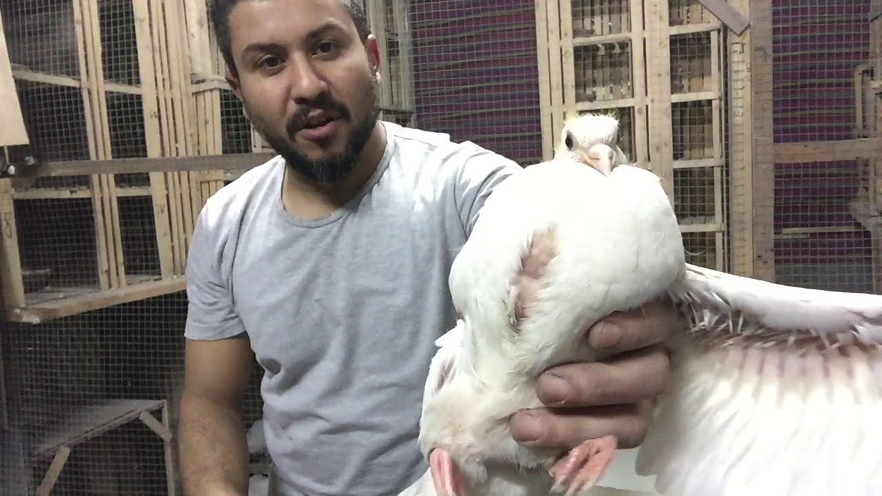 اسرع طريقه لزيادة  وزن الزغاليل بمكون رخيص فى البيت