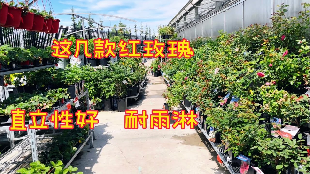 分享几款红玫瑰，直立性好，耐雨淋。【莎拉养花】