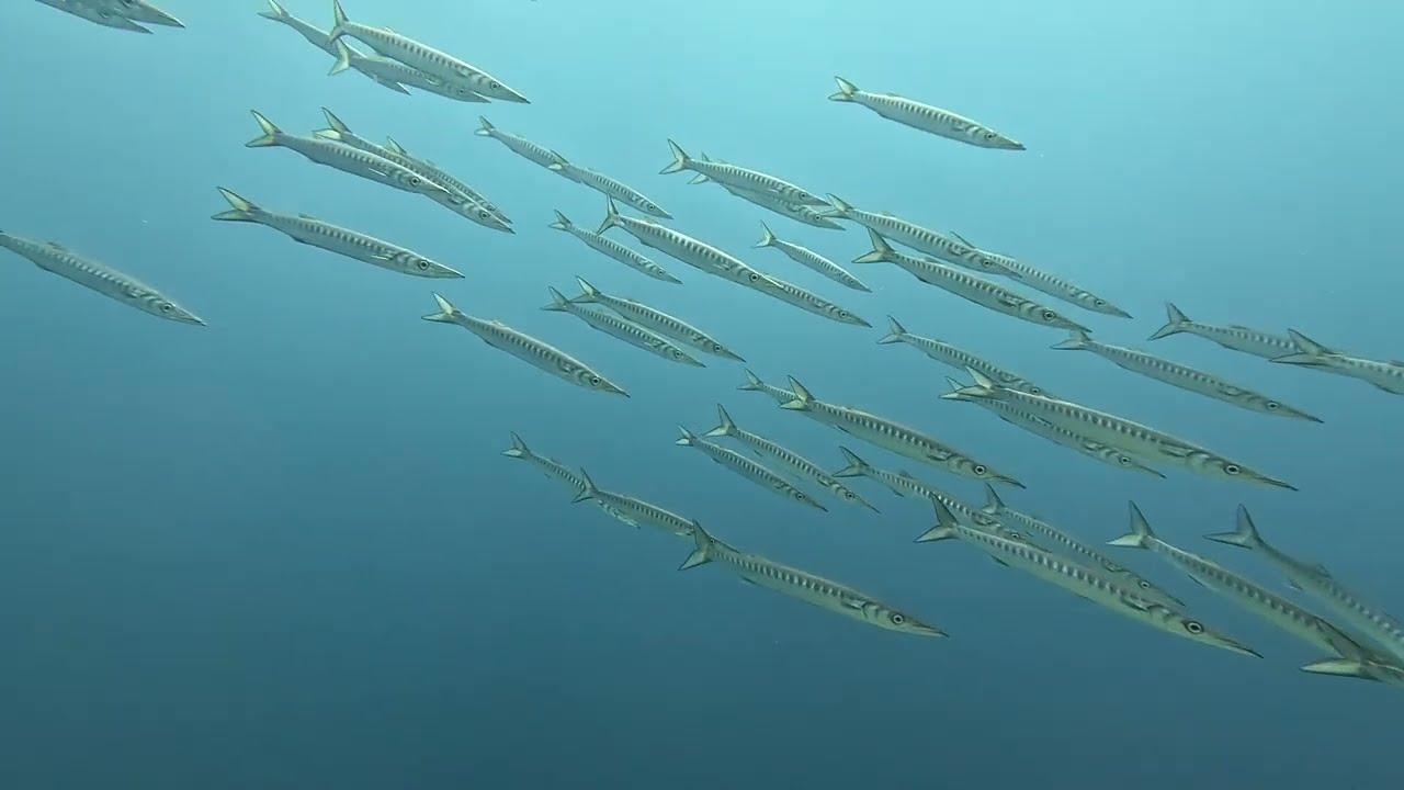 Дайвінг на Корфу ﹡ 19.09.2025 ﹡ Diving in Corfu