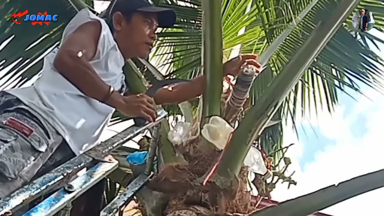 Tuba #traditionalcoconut wine #nativewine #vid 89