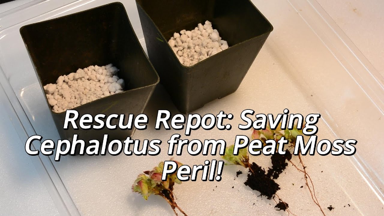 Rescue Repot: Saving Cephalotus from Peat Moss Peril!