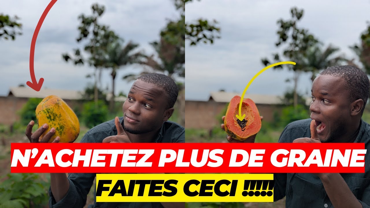 [FORMATION GRATUITE]PRODUIRE SES GRAINES DE PAPAYE