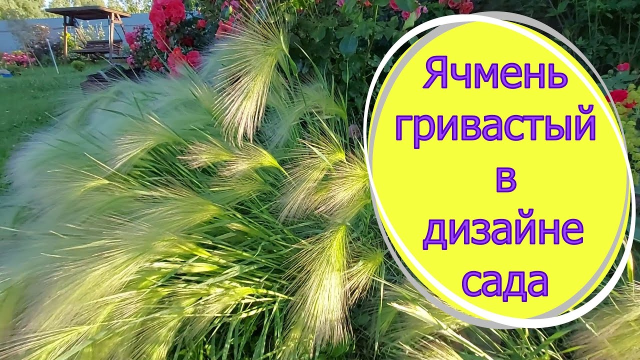 Придорожный сорняк или модный злак? Давайте определяться!