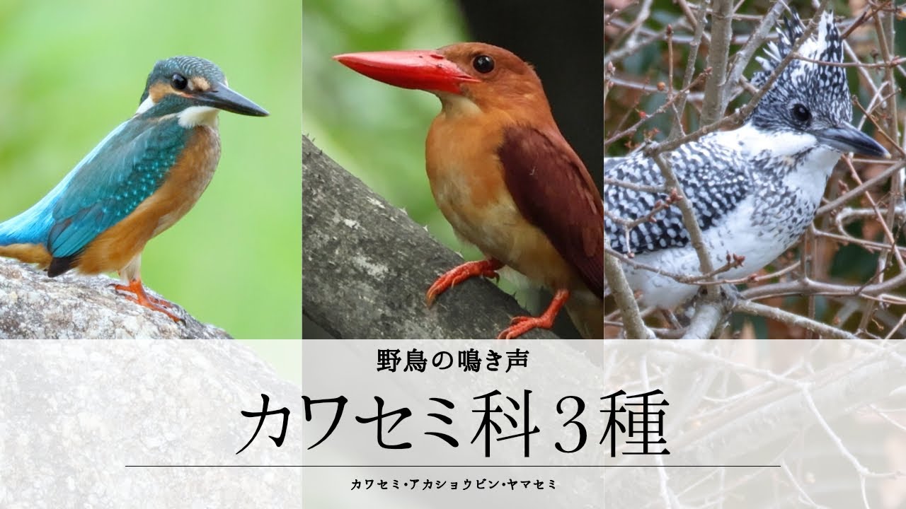 カワセミ科3種類の鳴き声【カワセミ&bull;アカショウビン&bull;ヤマセミ】