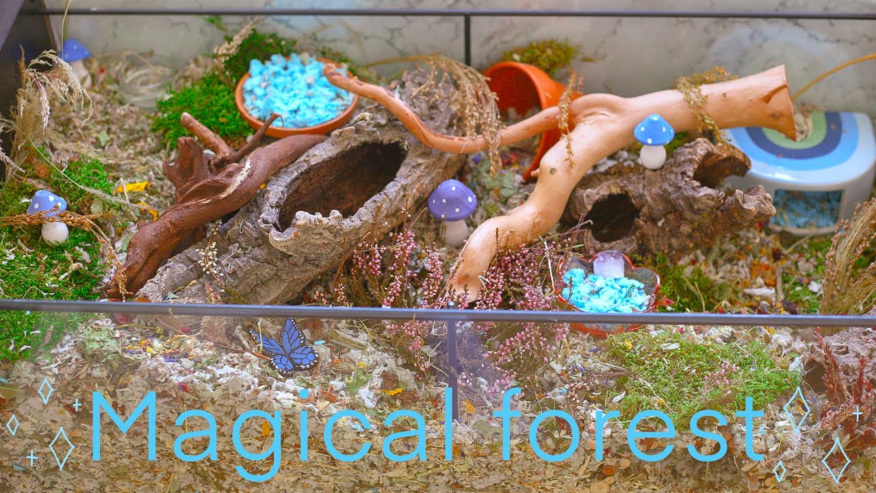 magical forest | natural hamster cage