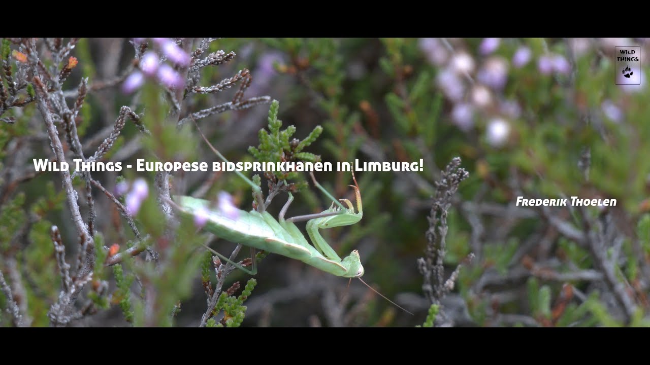 Wild Things - Europese bidsprinkhanen in Limburg